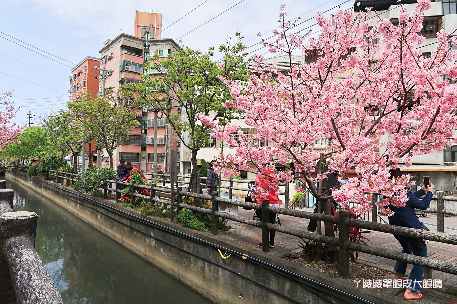 新竹免費賞櫻新熱點｜新竹東南街櫻花步道，建華里粉紅色小徑最新花況