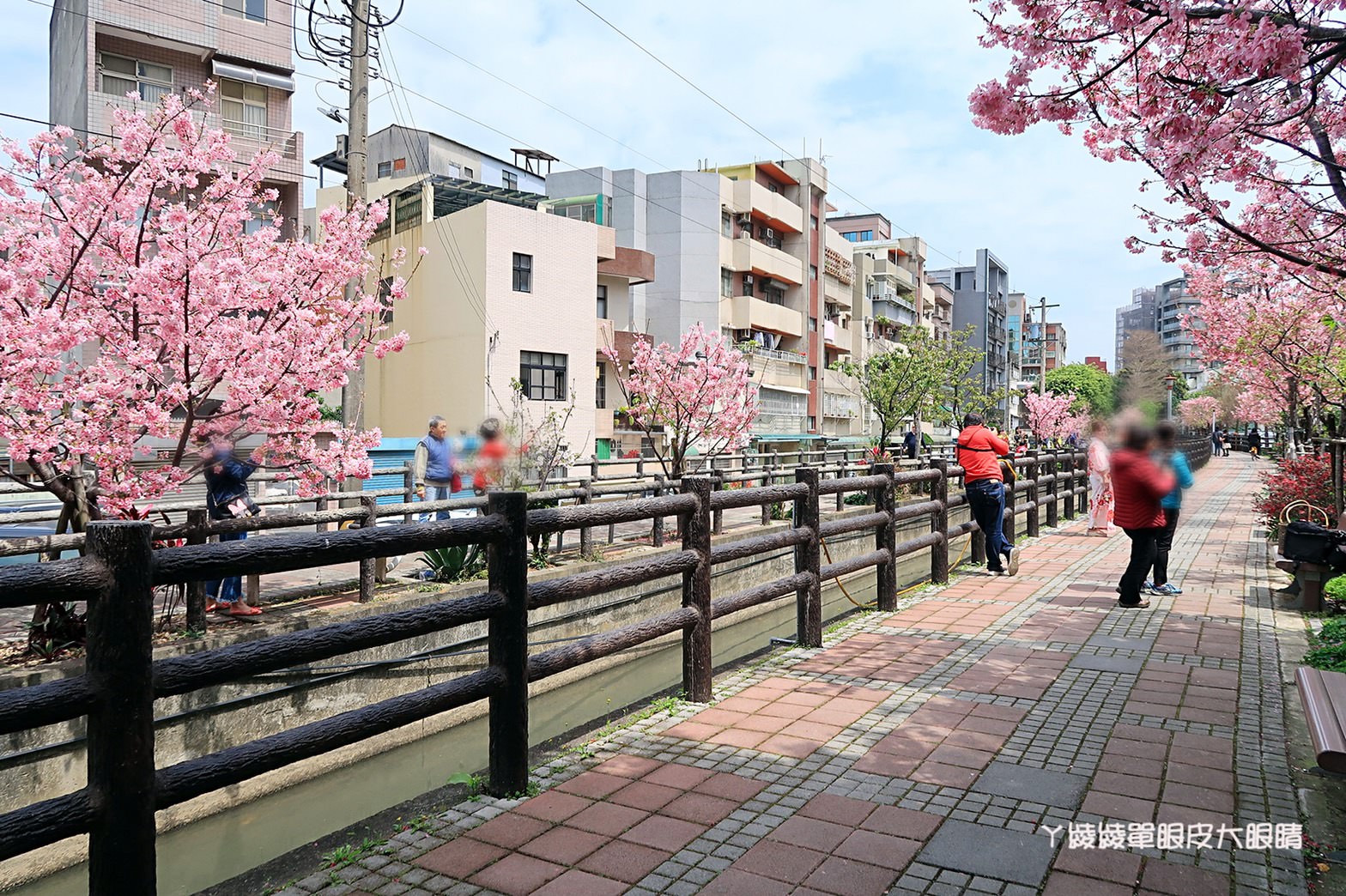 新竹免費賞櫻新熱點｜新竹東南街櫻花步道，建華里粉紅色小徑最新花況