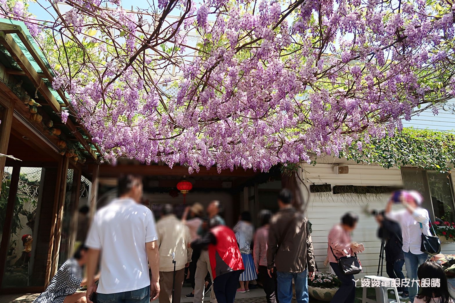 新竹旅遊景點！紫藤花盛開，新埔紫藤居限時開放，免費參觀夢幻紫色花瀑