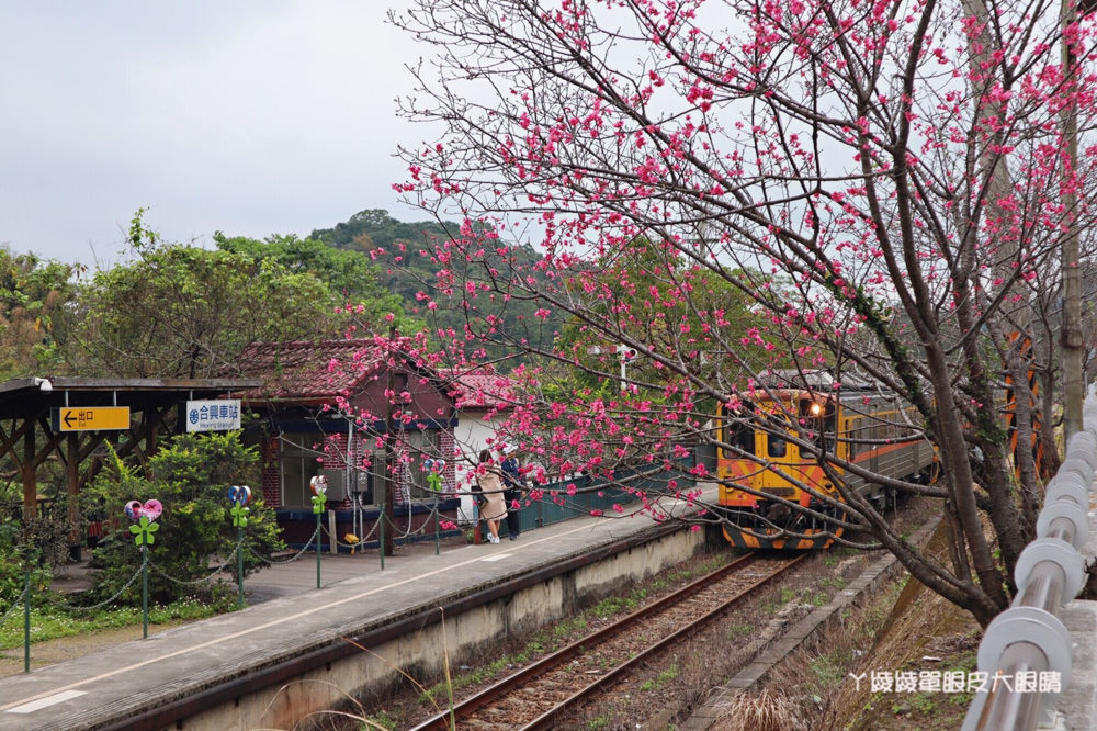 新竹內灣合興車站櫻花開了！鐵道旁呈現粉紅浪漫氣息，美呆了！