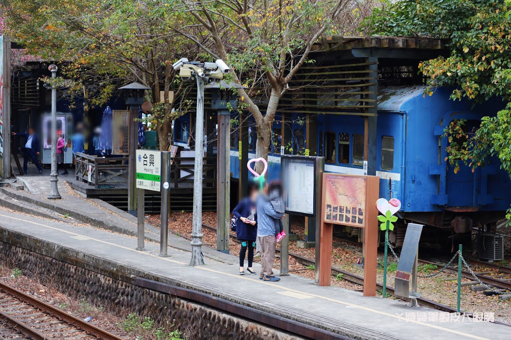 新竹內灣合興車站櫻花開了！鐵道旁呈現粉紅浪漫氣息，美呆了！