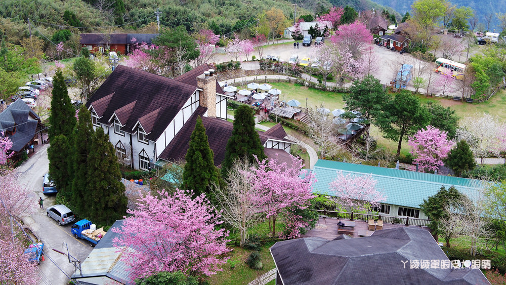新竹賞櫻景點推薦山上人家！櫻花季來了！徜徉在大自然中喝咖啡賞櫻