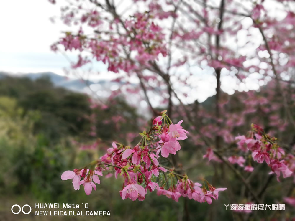 新竹賞櫻景點推薦山上人家！櫻花季來了！徜徉在大自然中喝咖啡賞櫻