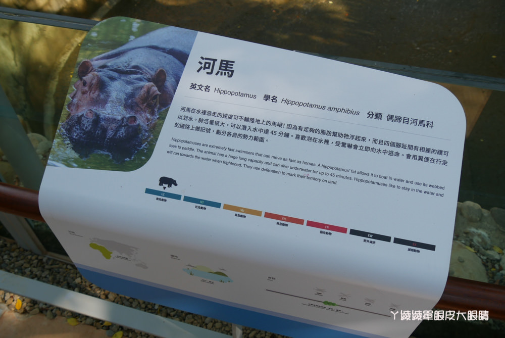 新竹市立動物園導覽活動搶先看河馬樂樂！新竹動物園預計12月28日全園正式開放