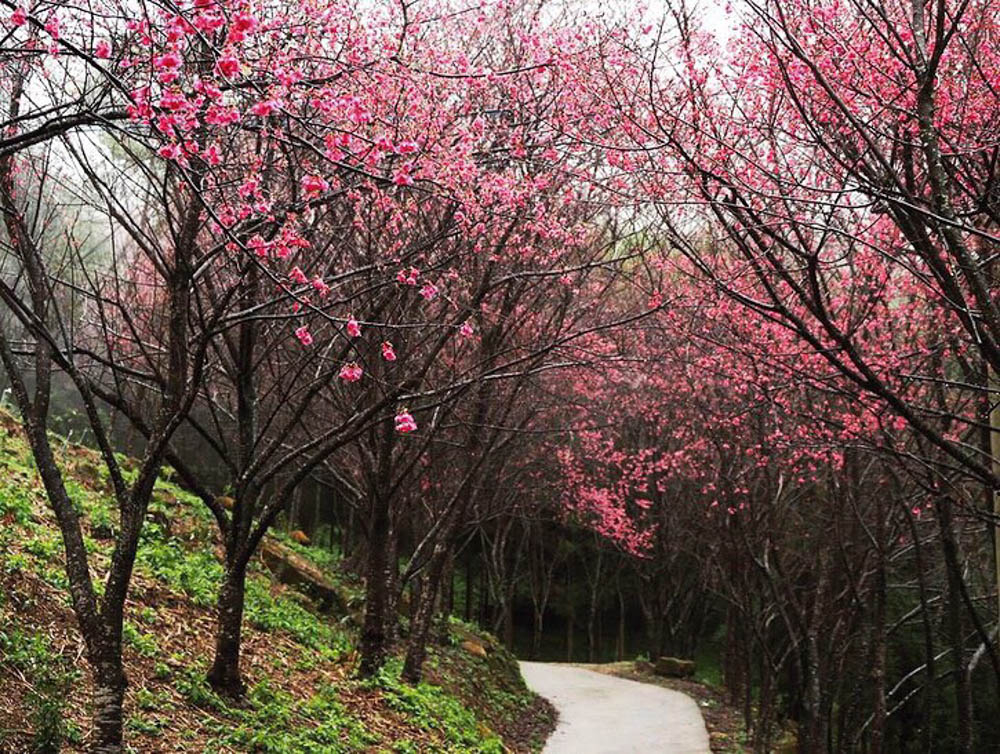 桃園旅遊景點推薦翠墨莊園！粉嫩櫻花林步道浪漫登場，期間限定和服體驗