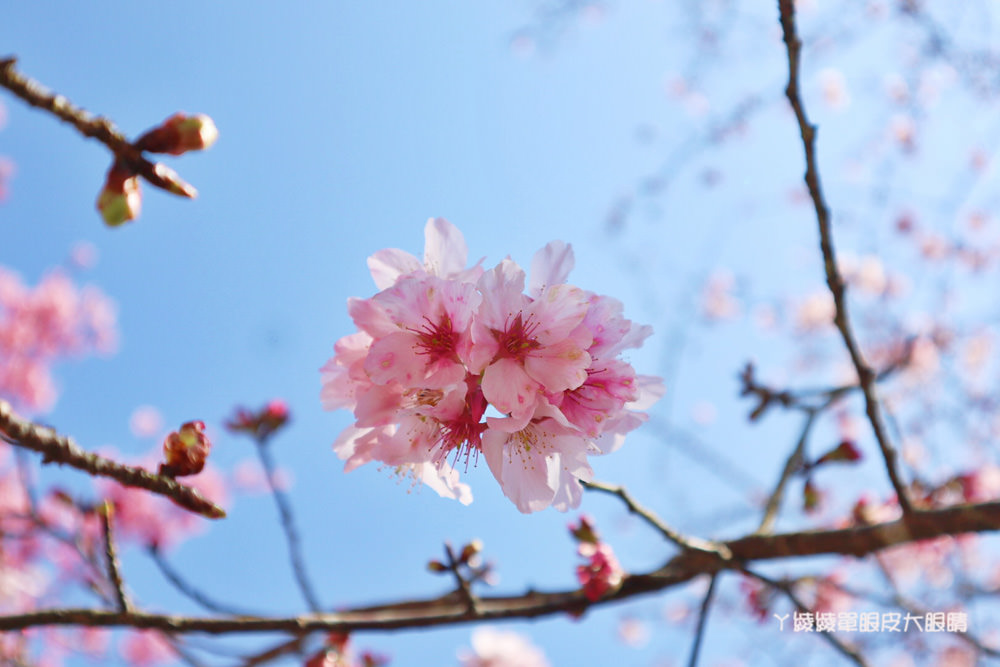 新竹五峰山上人家櫻花大爆發，超美雲海與粉紅櫻花林如人間仙境！新竹賞櫻景點推薦