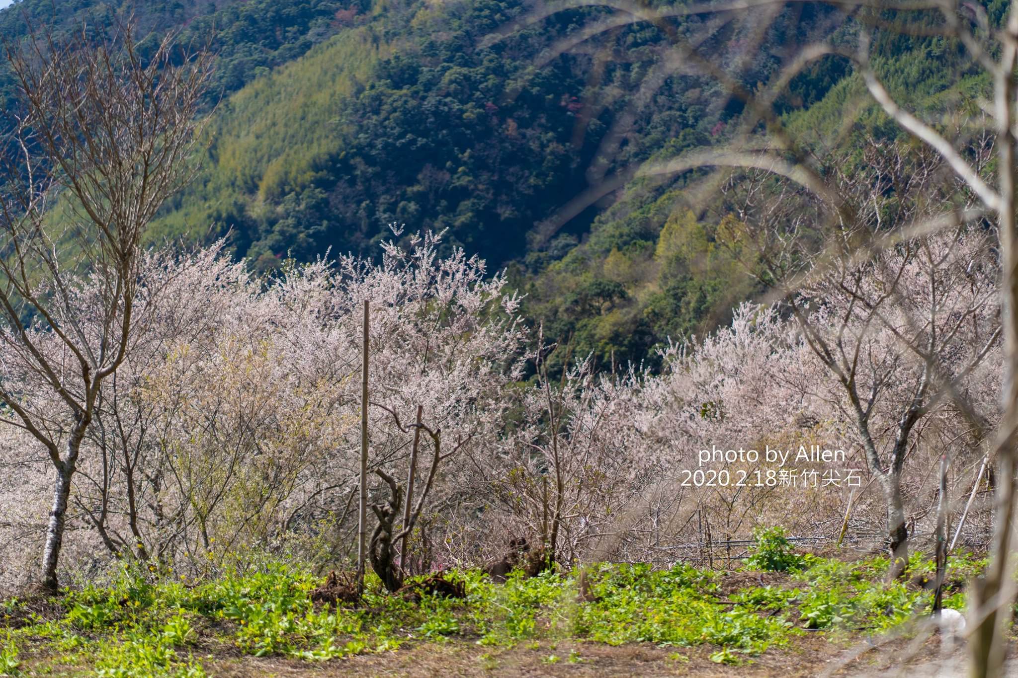 被稱為遠得要命的賞櫻秘境！新竹櫻花景點萬里山園，進入賞櫻期櫻花大爆發中，錯過再等明年