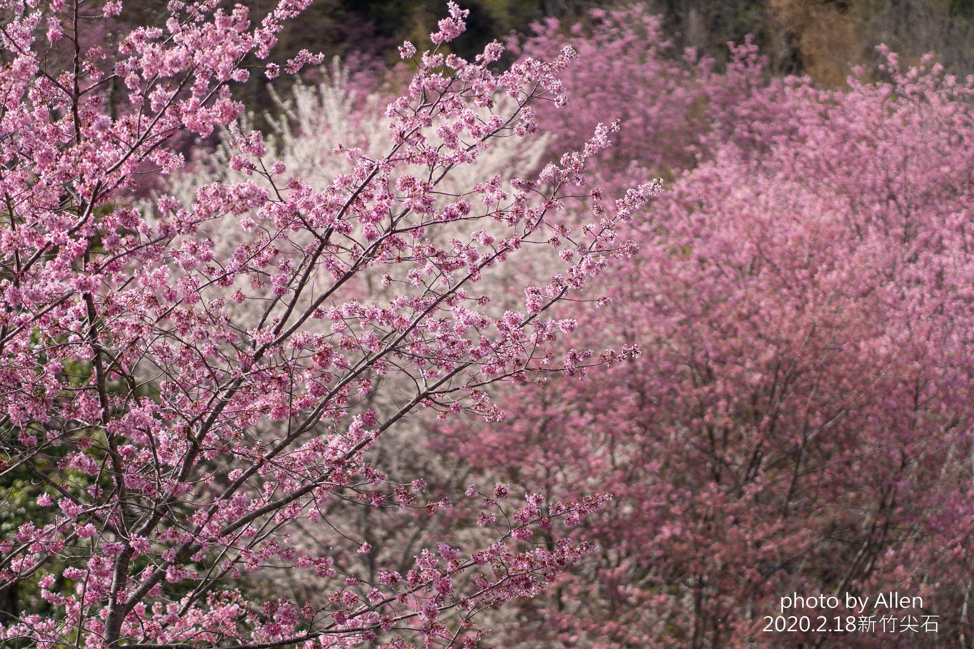 被稱為遠得要命的賞櫻秘境！新竹櫻花景點萬里山園，進入賞櫻期櫻花大爆發中，錯過再等明年