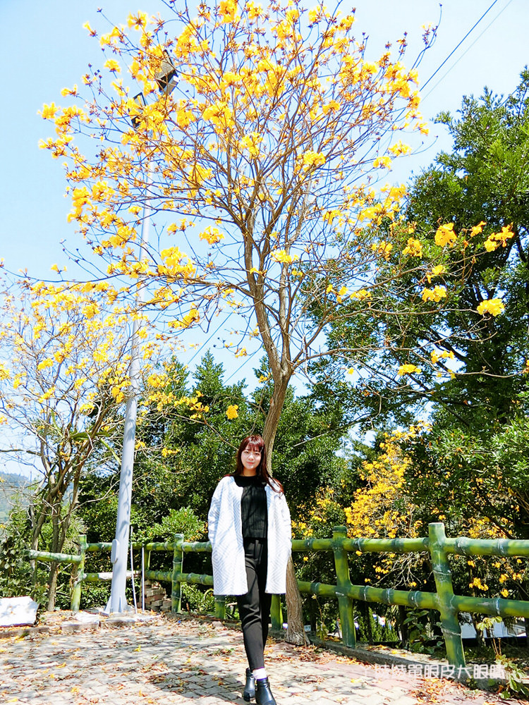 超美黃色風鈴木秘境跟彩色水管屋在新竹！新竹旅遊景點巨埔休閒生態農場，新埔一日遊景點