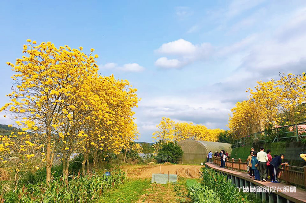 超美黃色風鈴木秘境跟彩色水管屋在新竹！新竹旅遊景點巨埔休閒生態農場，新埔一日遊景點