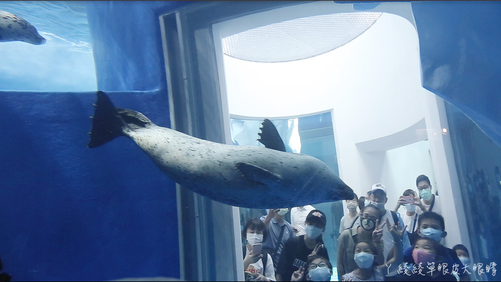 北台灣最大水族館推薦！桃園青埔Xpark水族館門票及交通資訊，必看可愛企鵝隧道、療癒水母