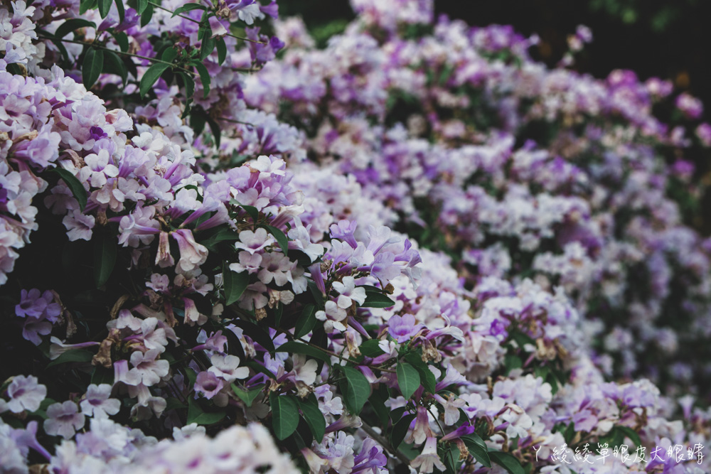 新竹網美拍照打卡景點推薦！新竹竹北新瓦屋季節限定的蒜香藤滿開，花期只有一週！快來拍美炸的紫色瀑布
