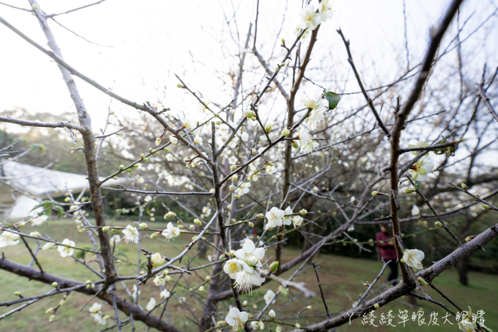 寒流來襲越冷越開花！新竹清大梅園梅花花況最新報導，梅花幾乎滿開把握賞梅好時機