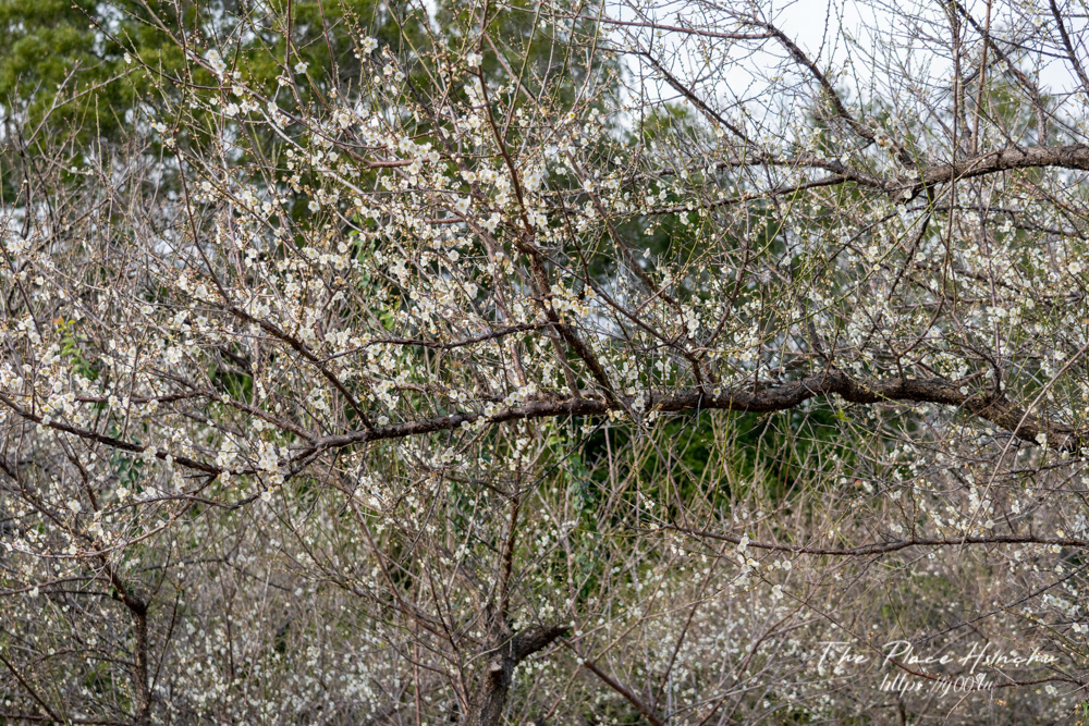 寒流來襲越冷越開花！新竹清大梅園梅花花況最新報導，梅花幾乎滿開把握賞梅好時機