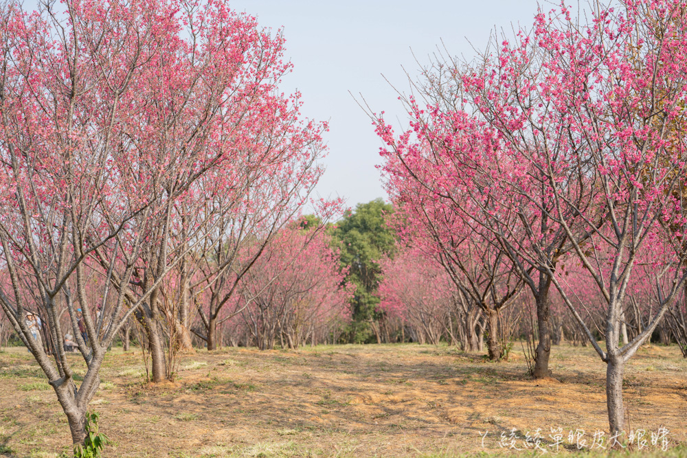 過年走春不只浪漫賞梅景衝一波！清大櫻花率先爆發，春節先來新竹市欣賞一片櫻花林