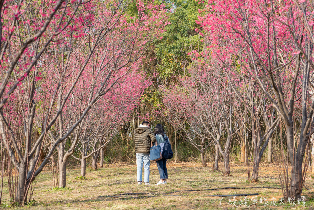 新竹五峰山上人家櫻花大爆發，超美雲海與粉紅櫻花林如人間仙境！新竹賞櫻景點推薦