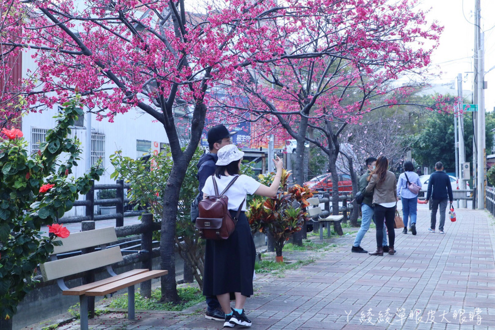 新竹賞櫻秘境推薦！新竹看櫻花景點在這，新竹市東南街櫻花大爆發，彷若來到日本賞櫻