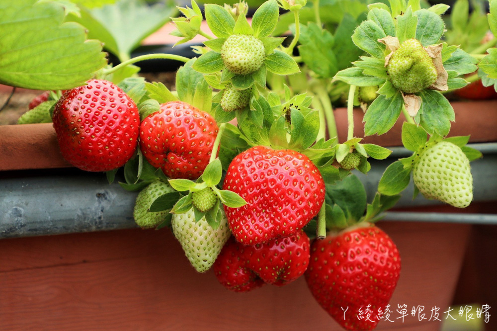 草莓季開跑！新竹採草莓景點推薦關西阿根草莓園！三倍大巨無霸草莓香甜無比