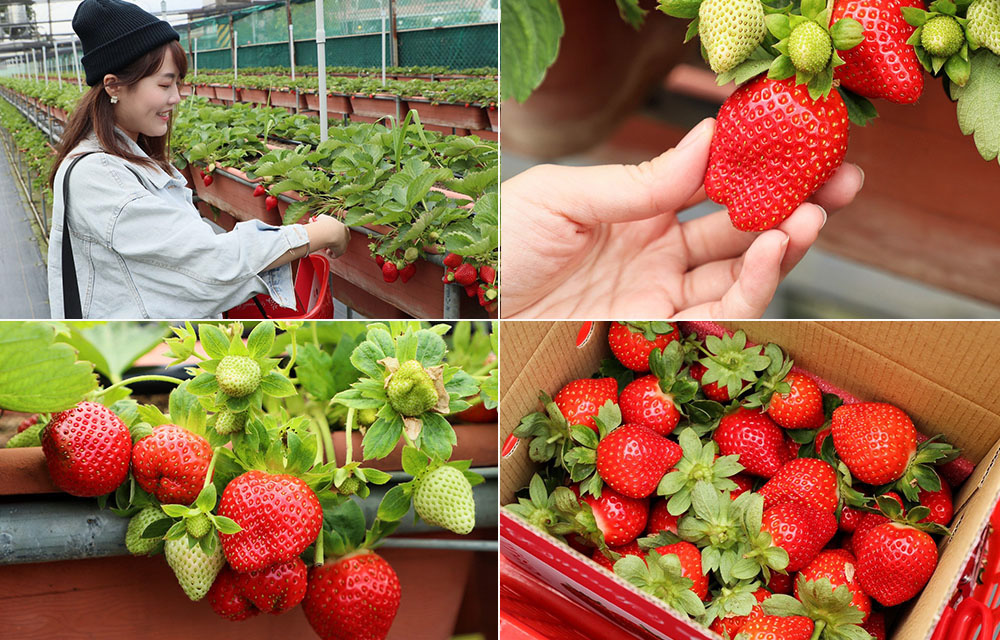 草莓季開跑！新竹採草莓景點推薦關西阿根草莓園！三倍大巨無霸草莓香甜無比