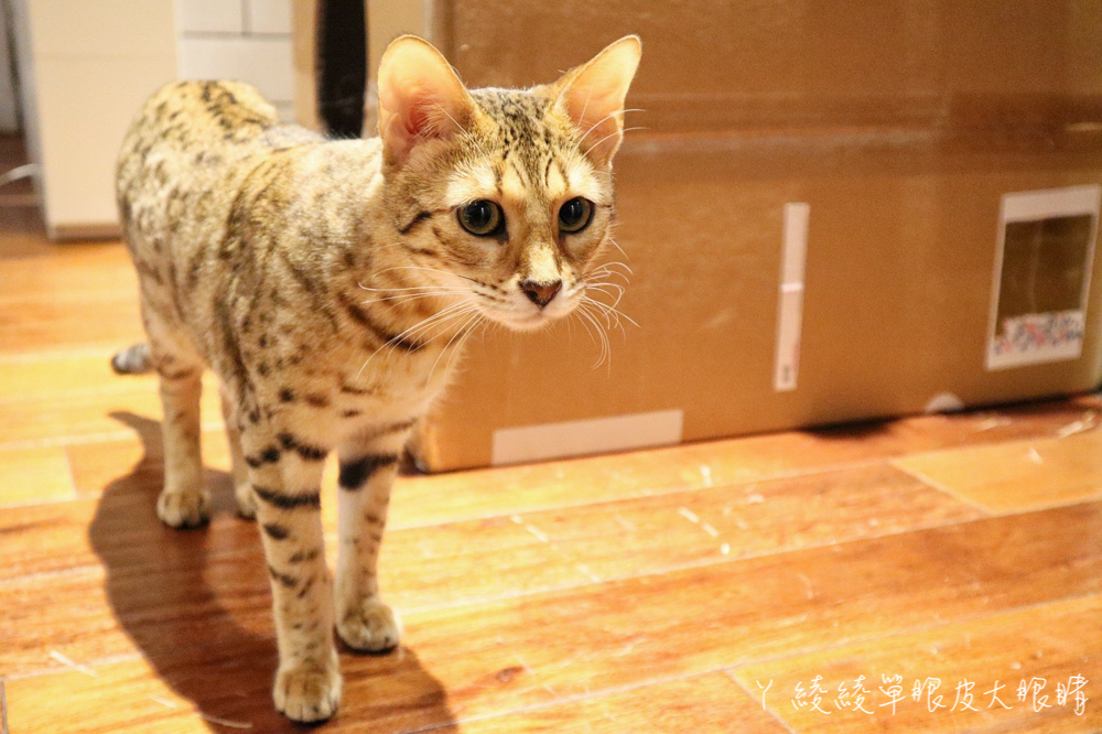 新竹療癒系貓咪咖啡廳推薦招財咖啡 ！吃飯還能撸貓，貓奴們朝聖必去