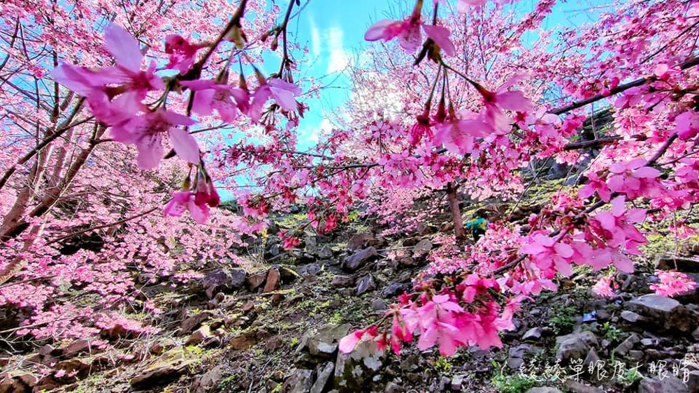 美翻！上帝的部落司馬庫斯櫻花季浪漫開跑，滿山櫻花盛開中！新竹粉紅仙境追起來