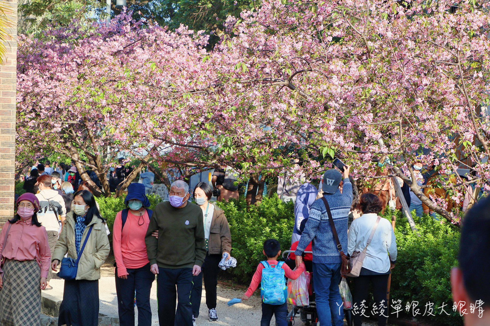 新竹免費賞櫻景點推薦新竹公園！漫步在新竹市區最大日本河津櫻花林，櫻花爆炸盛開中