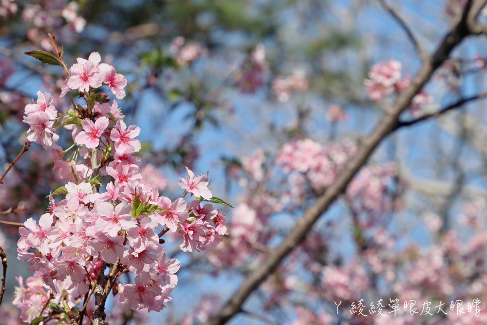 新竹免費賞櫻景點推薦新竹公園！漫步在新竹市區最大日本河津櫻花林，櫻花爆炸盛開中